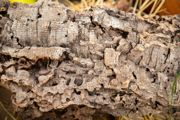 The bark of a tree with a porous surface, backgrounds, structure. Flora plants flowers floristry.