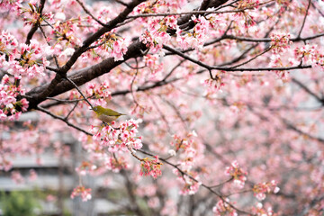 Bird is perched on branch of pink color sakura (Cherry) during blossom period