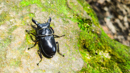 stag beetle on a green leaf