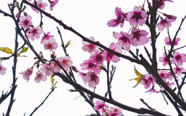 pink cherry blossom