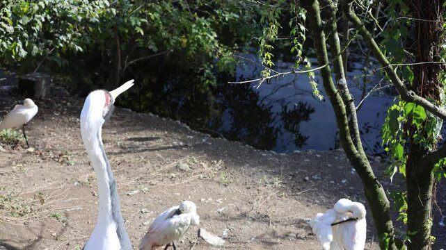 birds live near the lake