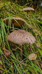 Three big edible mushrooms Macrolepiota procera, parasol, grow in green grass.