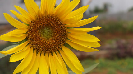 Naklejka premium beautiful yellow (Helianthus Annuus) flowers with selective focus in the garden