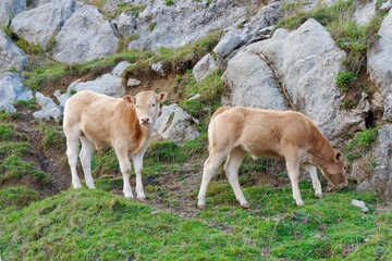 Young calf looking at camera and eating grass on the pasture in Pyrenees mountains. Free range on the nature