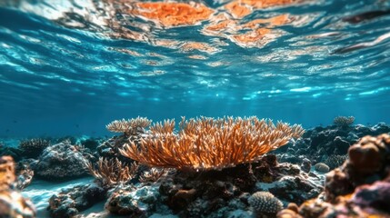 Naklejka na ściany i meble Underwater Coral Reef View
