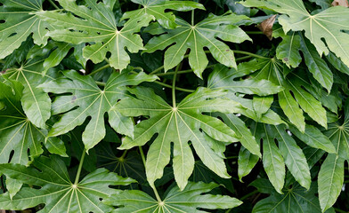 green tropical leaves of fatsia japonica pattern, background concept