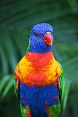 Rainbow lorikeet parrot
