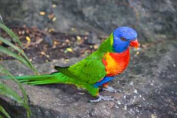 Rainbow lorikeet colorful parrot