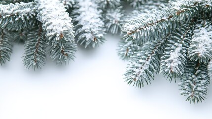 A white background with a tree branch covered in snow
