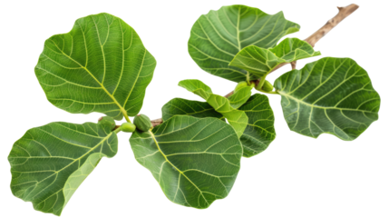 green fig leaves branch isolated on white or transparent png