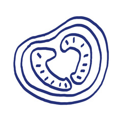 Cut tomato sketch. Fresh red vegetable. Vector illustration. Hand drawn doodle color icon. Healthy food. Vegetarian product