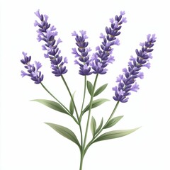 Fototapeta premium Lavender Flowers with Green Leaves Isolated on White Background