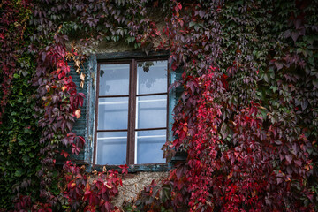 An old house facade with window covered by wild wine in green and red in autumn