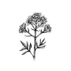Hand drawn sketch botanical wildflower. Vector illustration of medical herb. Valerian flower