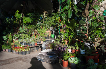 Seedlings of shrubs and conifers in pots in the plant nursery. Garden plant store