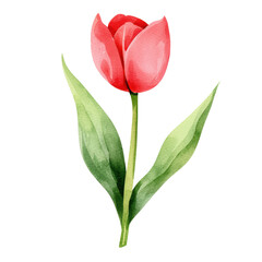 Vibrant Tulip: A Botanical Masterpiece