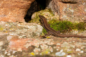 A brown lizard is basking in the sun on a rock near a cave opening