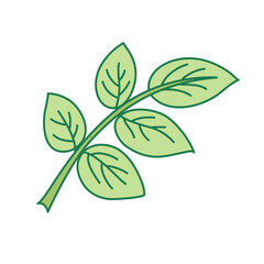 Rose leaves. Beautiful flower on transparent background. Vector modern illustration