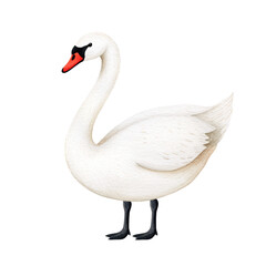 Fototapeta premium Majestic Swan: A Picture of Elegance and Grace
