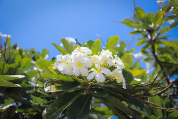 Close-up of white plumeria flowers and green leaves against a clear blue sky.