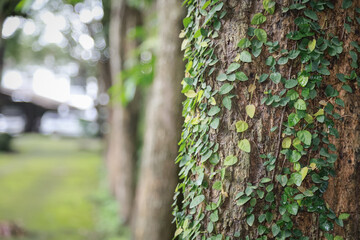 Tree trunk covered with green creeping vines, with a blurred background of trees and greenery in a peaceful forest...