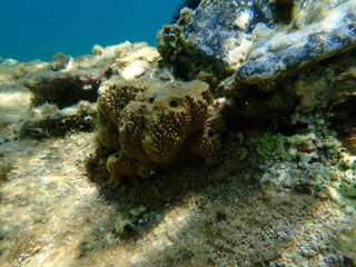 Stinker sponge (Sarcotragus fasciculatus) undersea, Aegean Sea, Greece, Halkidiki, Kakoudia beach