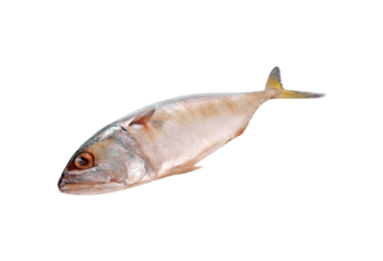 mackerel fish transparent png