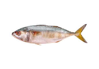 mackerel fish transparent png