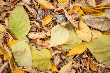 Background image: yellow fallen autumn foliage, close-up.
