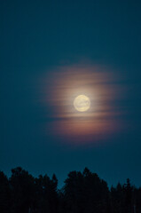 Photo of the moon , full moon on the background of the forest. Vertical orientation
