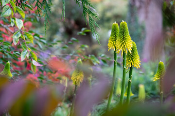 Stunning yellow coloured red hot poker Kniphofia flowers amid deep autumn colours at Wisley garden,...
