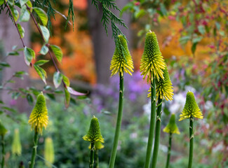 Obraz premium Stunning yellow coloured red hot poker Kniphofia flowers amid deep autumn colours at Wisley garden, Woking, Surrey UK.