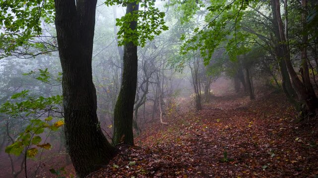 Bosque con niebla oscuro y h&uacute;medo en oto&ntilde;o. Parque Natural del Montseny