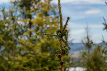 Mountains early in the morning. Sunny day. Beautiful natural landscape with mountain views. Green field and forest. Spruce in the shape of a heart. Spruce needles. Coniferous forest.