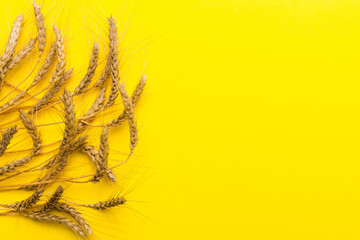 Sheaf of wheat ears close up and seeds on colored background. Natural cereal plant, harvest time...