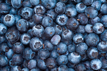 Wild blueberries as background. Blueberry berries top view.