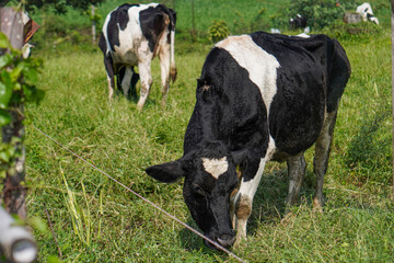 cows in a field