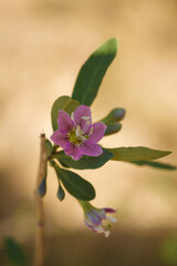 beautiful purple flower of lycium barbarum, wolfberry or goji plant. soft focused vertical macro...