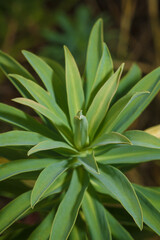 Euphorbia spurge green leaves, soft focused vertical macro shot