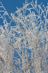 tree branches covered with snow against a blue sky.