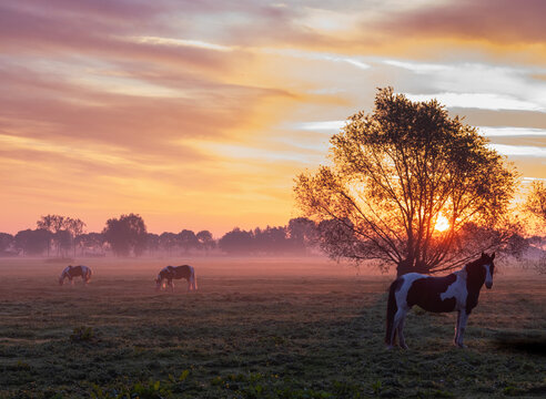 horses in meadow at sunrise with colorful sky and willows in holland