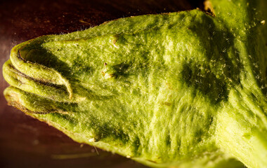 Zucchini in grün und gelb
Zucchini in yellow and green