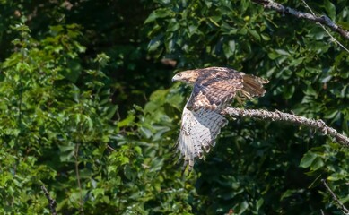 Red-tailed hawk taking off from a branch