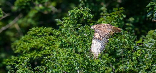 Red-tailed hawk in flight