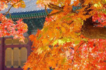 Maple tree  on the roof of a tiled house