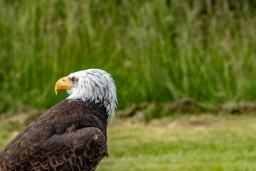 Weißkopfseeadler