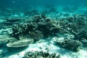 Underwater picture of coral gardens with many fishies swimming around in the coral coast of Australia. Snorkeling. Beautiful marine life of Ningaloo reef, located in Exmouth, Western Australia.