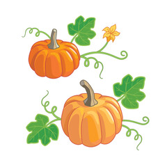 Ripe pumpkins with leaves and flowers vector illustration