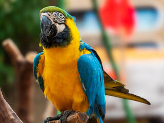 blue and yellow macaw