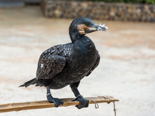 black cormorant